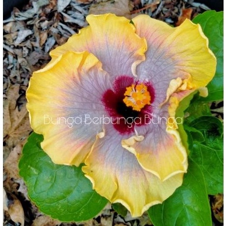 bibit tanaman hias bunga hibiscus kembang sepatu import langka Nos 28