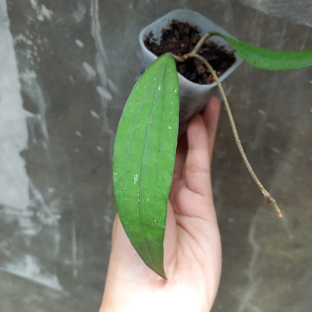 Hoya Rindu Rafflesia Hoya sp Bengkulu