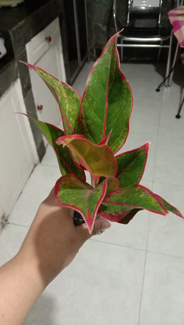 Tanaman Aglonema Lipstik |tanaman Hias Aglonema