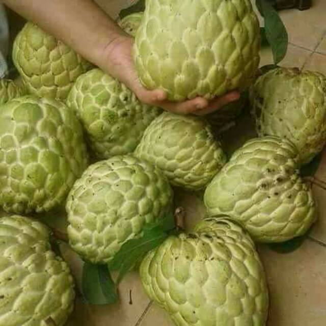 

Sirsak jumbo rasa madu