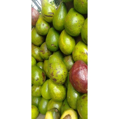 

Buah Apokat Mentega minim order beli 3 kg@