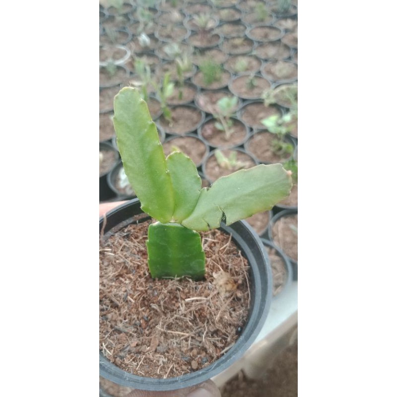 sekulen mini wijaya kusuma