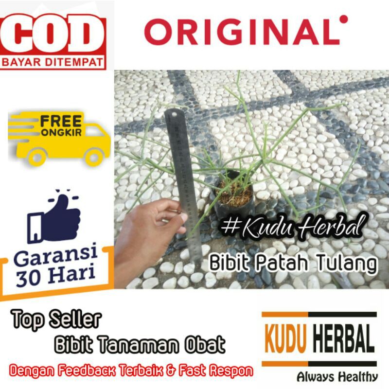 

Benih Biji Bibit Tanaman Obat Patah Tulang Kayu Urip I Susuru I Euphorbia tirucalli