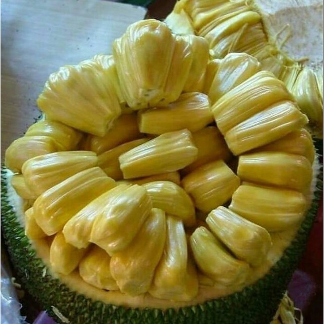 Bibit Nangka Madu Super Jumbo
