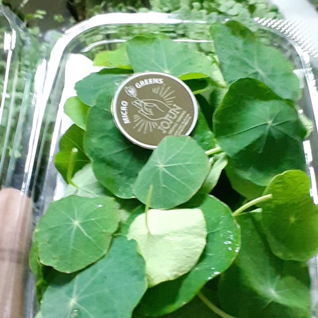 

nasturtium leaf