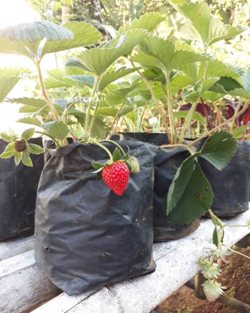 BIBIT STROBERI JUMBOO CALIFORNIA (BELI 5 GRATIS 1)