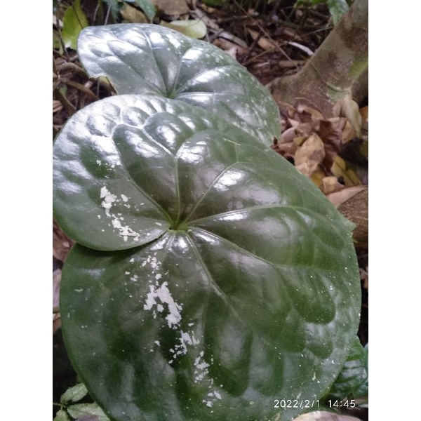 

[Fresh] SIRIH GAJAH STEK / TANAMAN HIAS SIRIH GAJAH