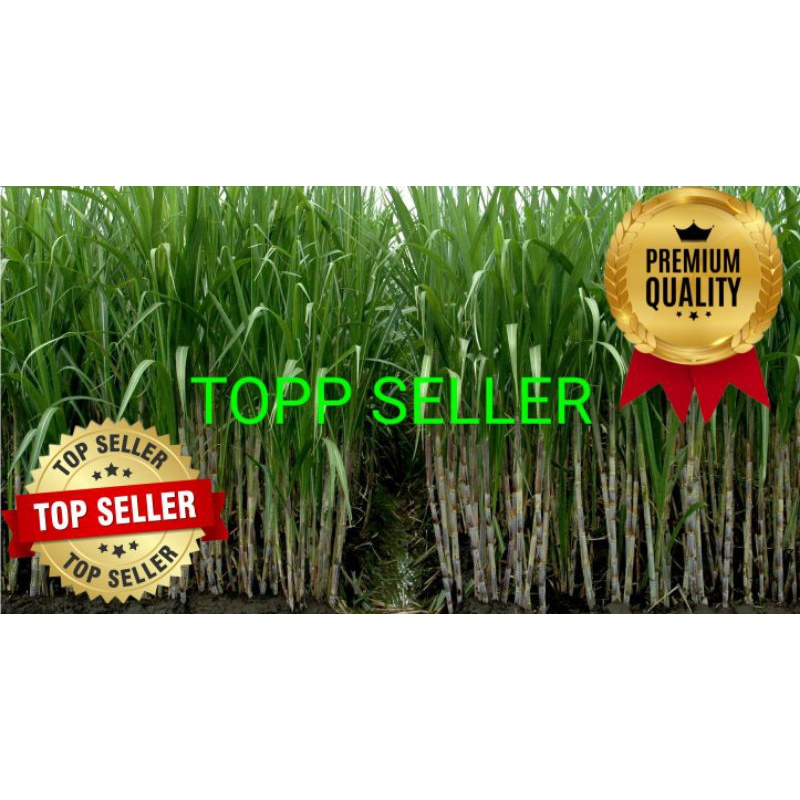 

DAUN TEBU ORGANIK 1000 GRAM (PREMIUM QUALITY)