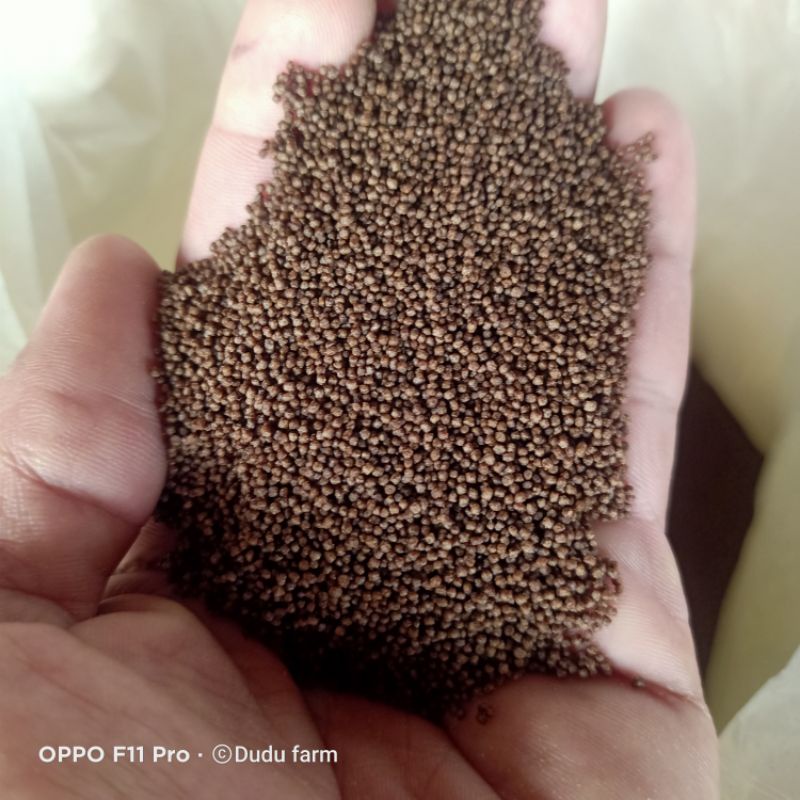 pakan ikan pelet Pf 500 1 kg