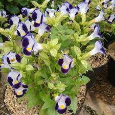 Teronia ungu  (Torenia fournieri )berbunga - tanaman hias teronia tanaman gantung pot gantung