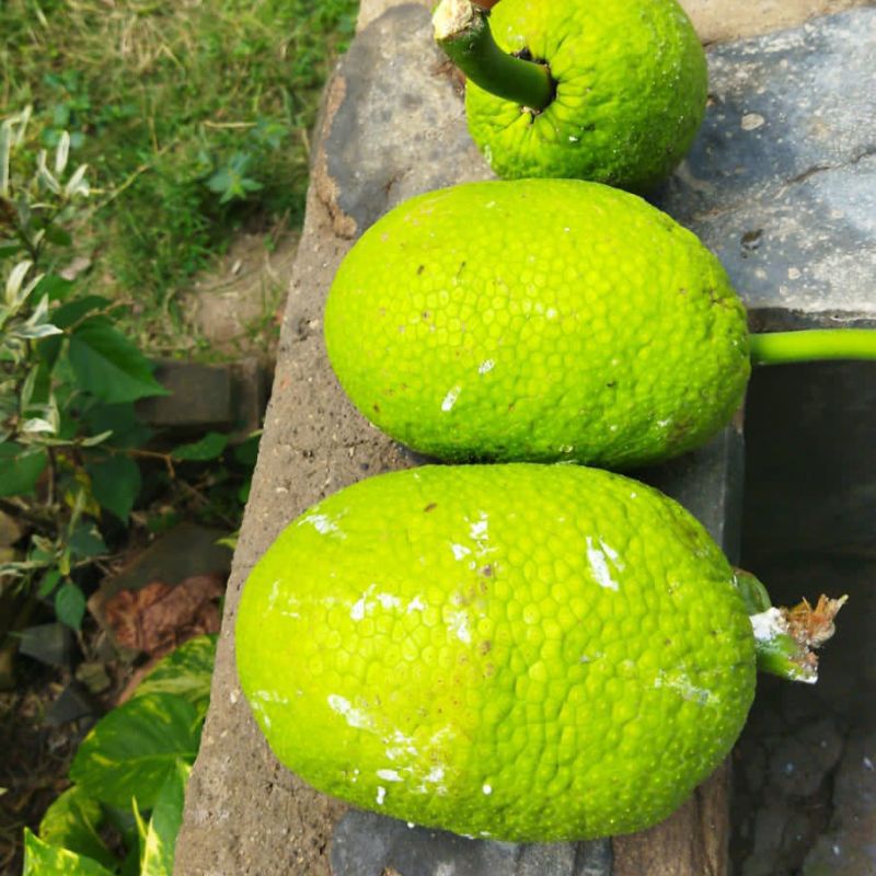 

BUAH SUKUN SEGAR/SUKUN MENGKEL 1kg