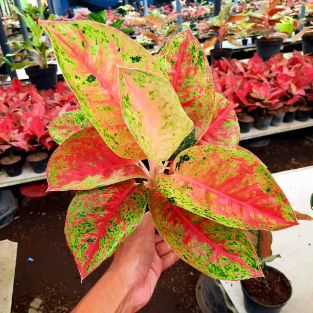 Aglonema Mahasety Besar / Aglaonema Mahasety
