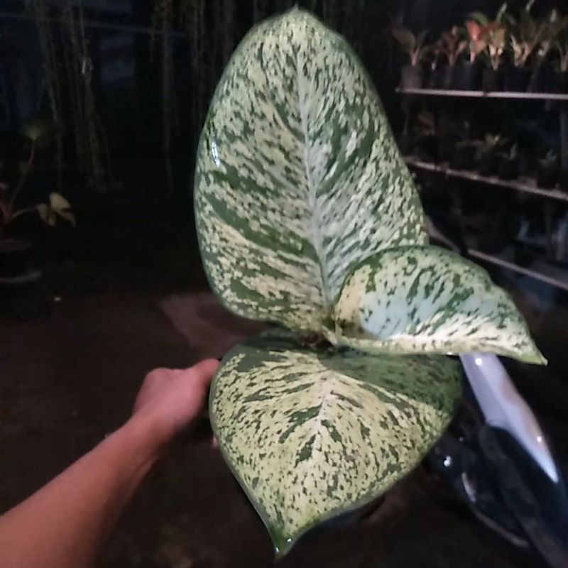 Tanaman hias diven putri anggun-blanceng putri ayu-aglonema murah-dieffenbechia