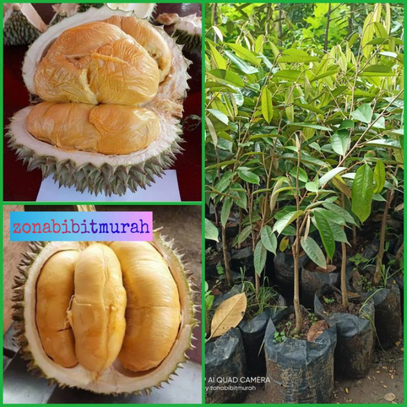 BIBIT DURIAN DURI HITAM OKULASI