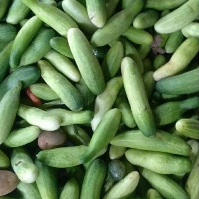 

timun fresh beli 1kg