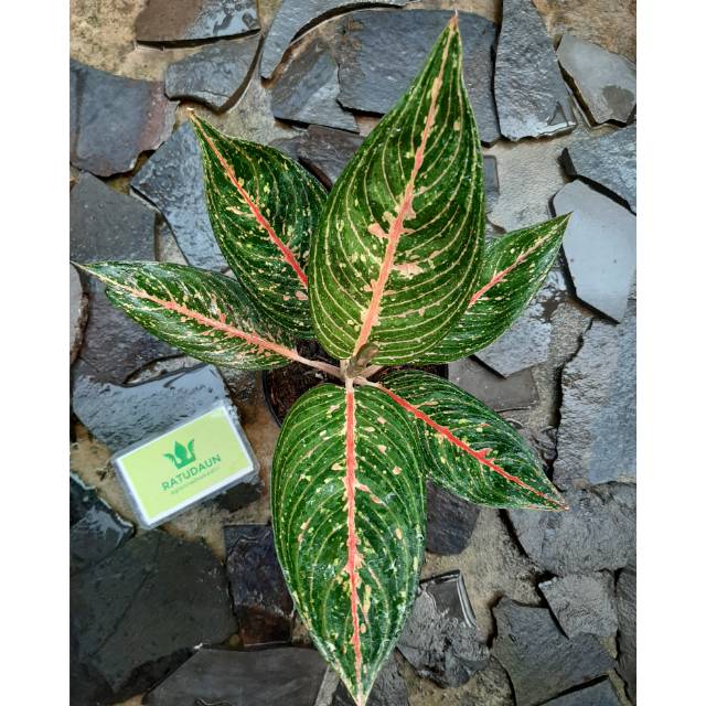 Tanaman Hias Aglaonema / Aglonema LEGACY HIJAU