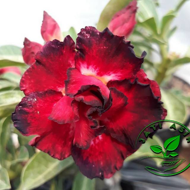 

Bibit bunga kamboja jepang/Bibit adenium Niara