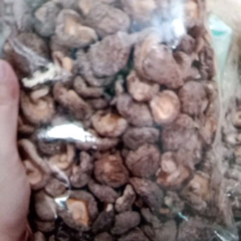 

jamur hitam jamur bakcang hiuko