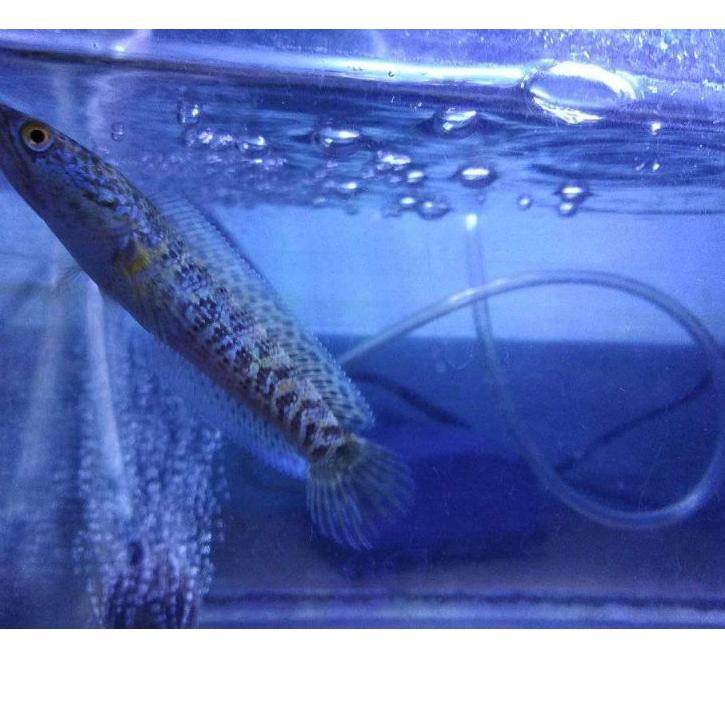 RT86➣ channa auranti 2cm-+ calon gondrong AKU MURAH♣➝