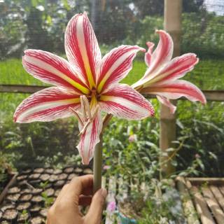 Umbi Bunga Amarilis Cantik, Merona, Tanaman Hias | Shopee ...