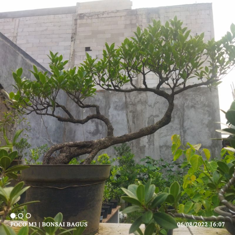 Bonsai Beringin Kimeng (ficus microcarpa)