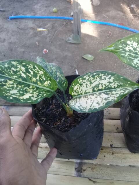 Aglonema snow white daun 3..4