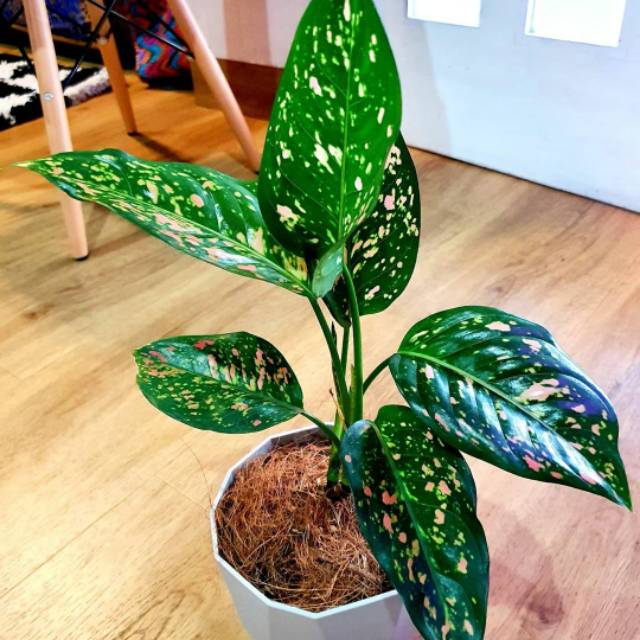 Tanaman hias aglonema red venus aglaonema aglo
Rp55.000 -SA