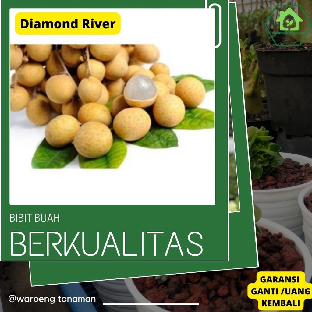 Bibit Buah Bibit Tanaman Buah Kelengkeng Diamond River Kondisi Belum Berbunga Kondisi Berbunga Kondi