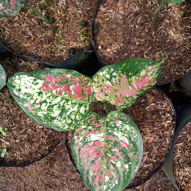 bibit Aglonema tricolor