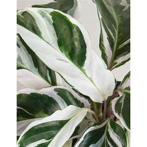 Bibit Tanaman Calathea White Fusion/Calathea Tissu