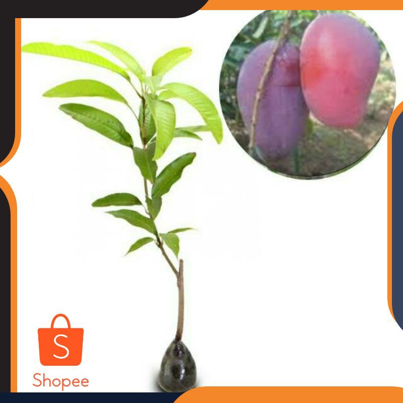 Bibit Mangga irwin tabulampot