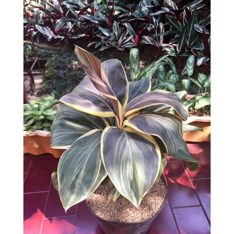 Tanaman hias Dracaena Goldieana Tricolour-hanjuang tricolour