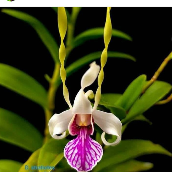 TANAMAN HIAS ANGGREK DENDROBIUM LEPORINUM-ANGGREK MALUKU