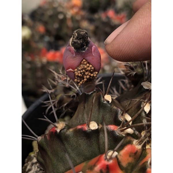 

biji gymnocalycium tlux thulk carnelian thailand variegata mix