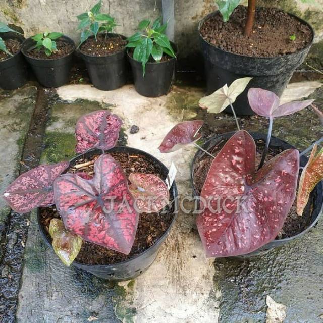 Caladium Dark Choco Keladi Hias Thailand Shopee Indonesia