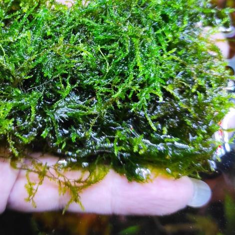 Moss Weeping "Tropica" Bahan untuk Aquascape