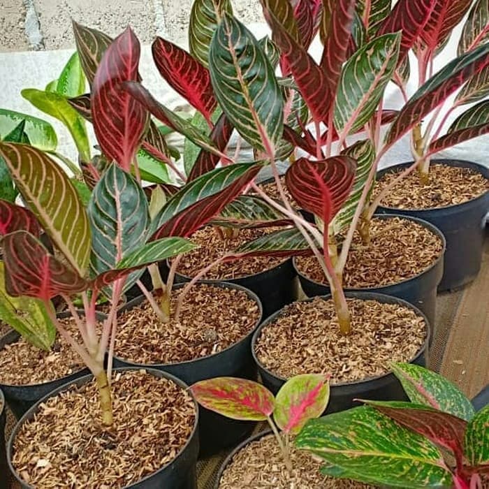 tanaman aglonema red sumatra - aglaonema red sumatra - pusat aglonema