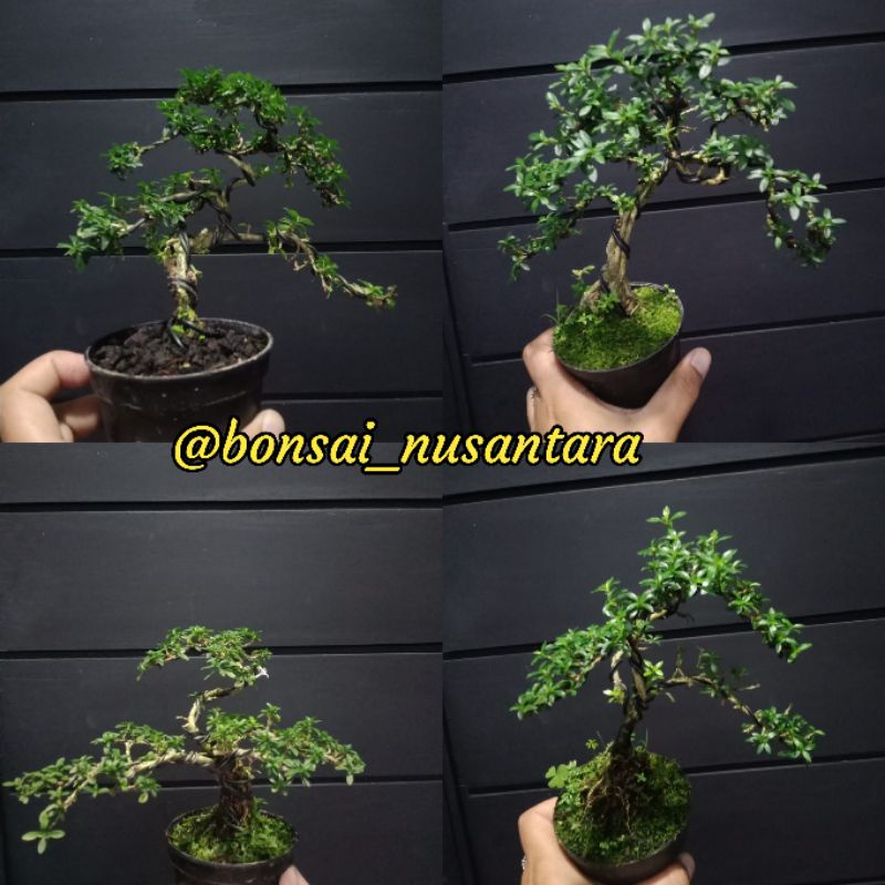 bonsai mame serbin siap pajang +pot plastik