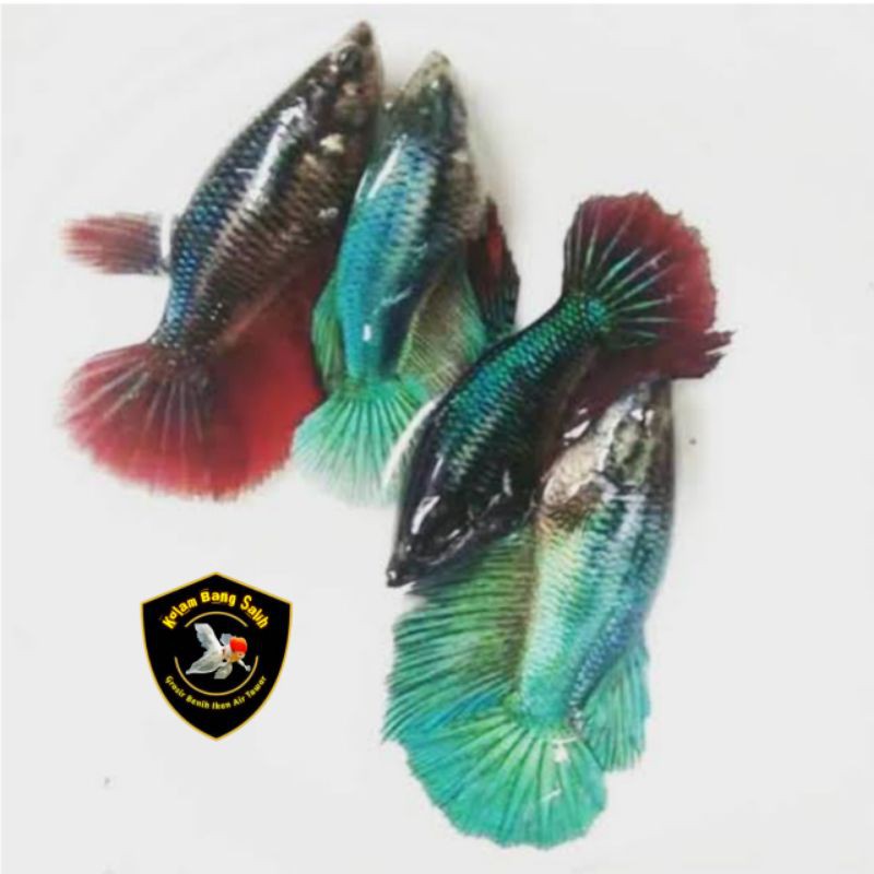 paket 4 ekor indukan cupang bagan-2 betina 2 jantan-paket hemat-warna random-siap bertelur