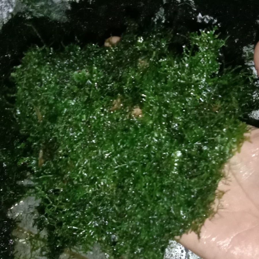 moss ricardia clump full air aquascape - Hijau