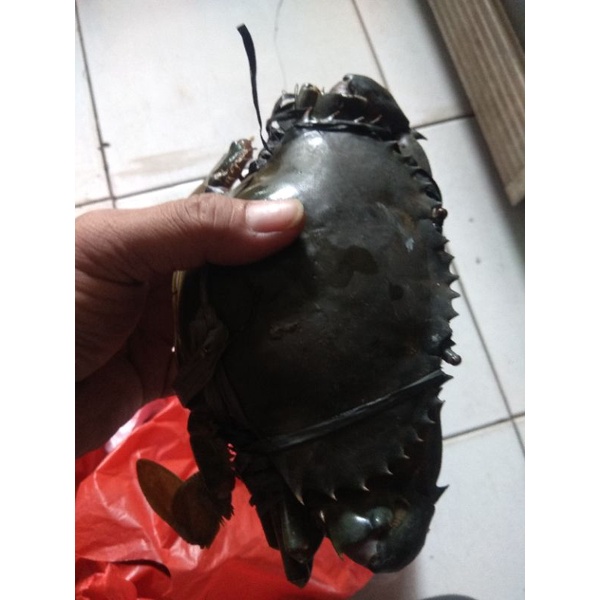 

kepiting HIDUP besar 1 kg isi +/- 3 pcs