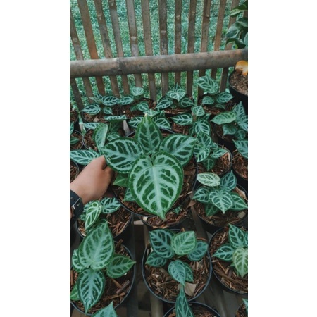 anthurium dorayaki silver