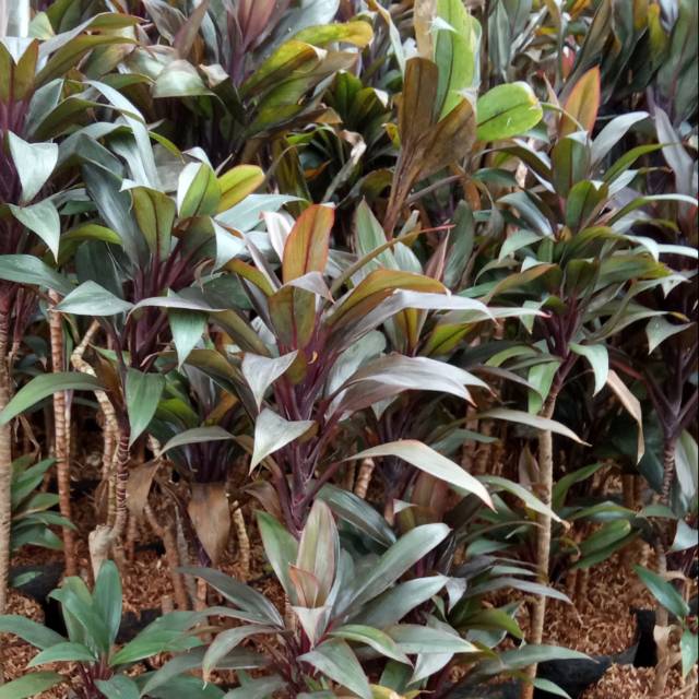 andong kemoceng, hanjuang