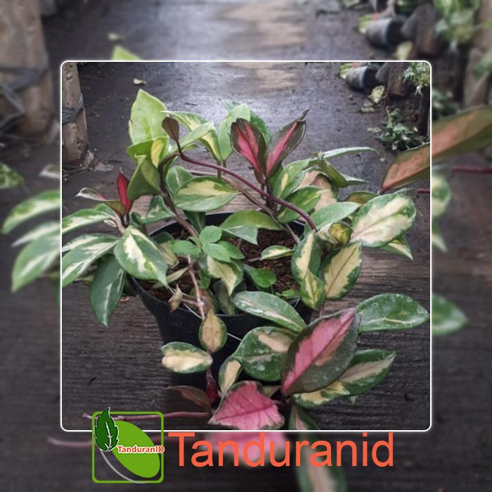 Tanaman Hias Hoya Carnosa Variegata