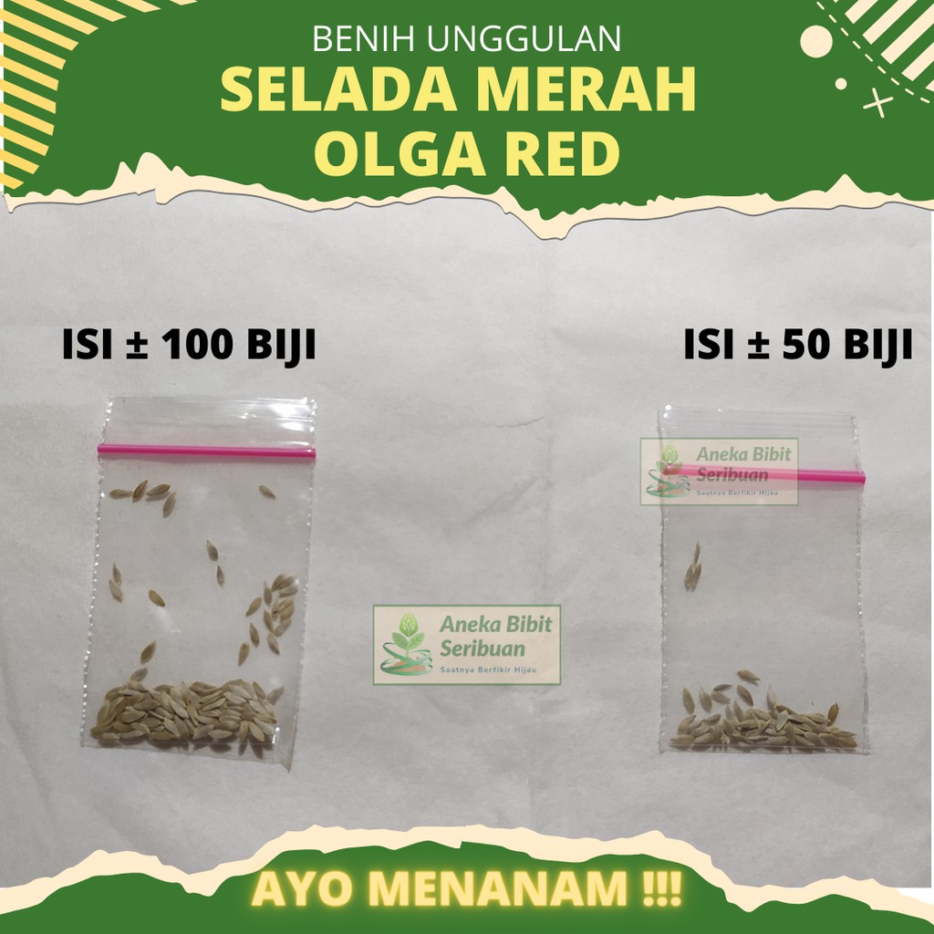 100 Biji - Benih Selada Keriting Merah Olga Red Lettuce - Bibit Tanaman Sayur Sayuran Seribuan