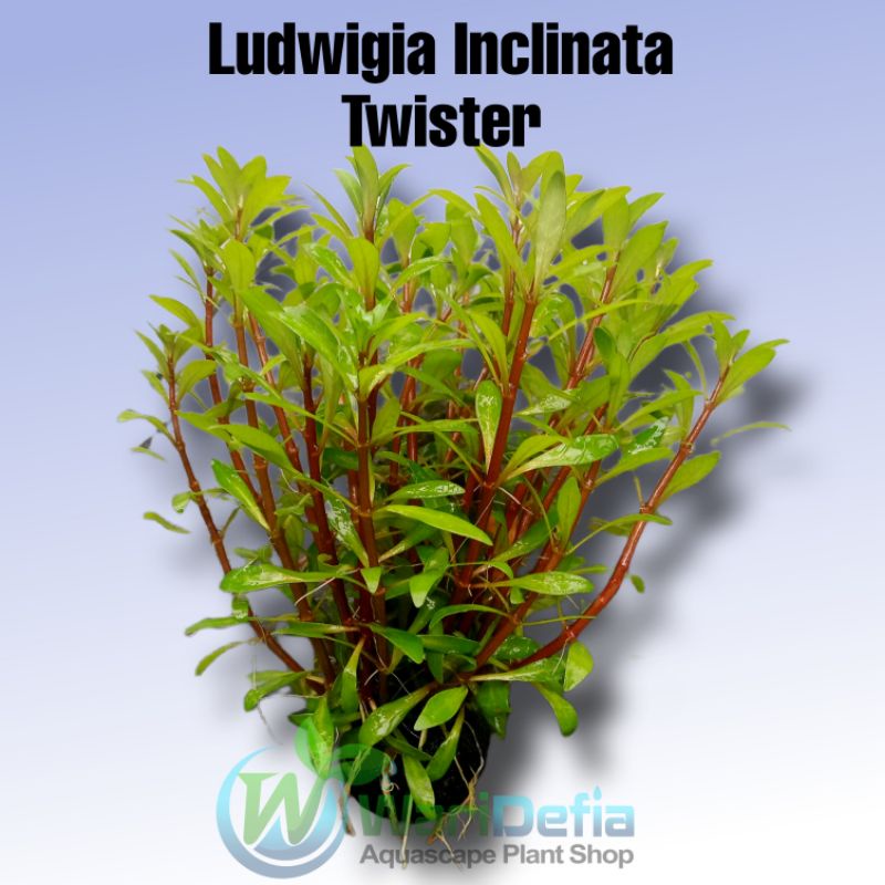 Ludwigia Inclinata var. Cuba Tanaman Aquascape Wabikusa