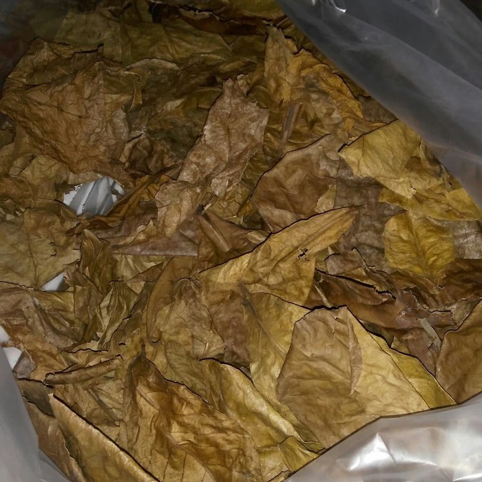 

Special Daun Ketapang Olahan Siap Pakai! Diskon
