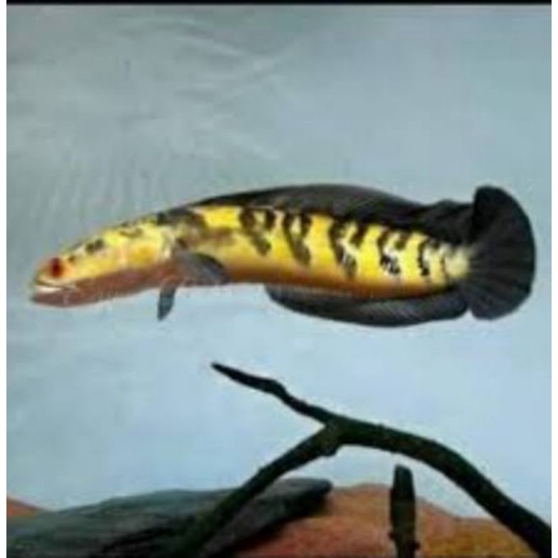 PROGRESAN YELLOW SENTARUM YS BAR SIMET RAPI,  9_10CM BERKUAKITAS