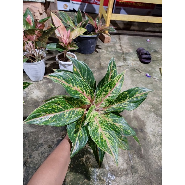 Aglaonema Butterfly