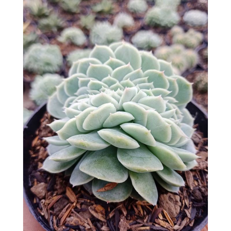 Sukulen Sekulen Echeveria Snowball Cristata - Sukulen Bandung